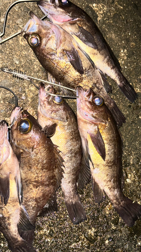 メバルの釣果