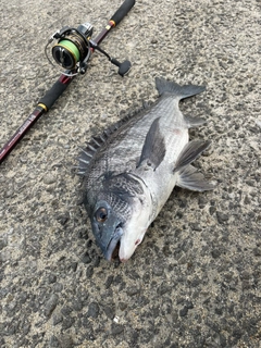 チヌの釣果