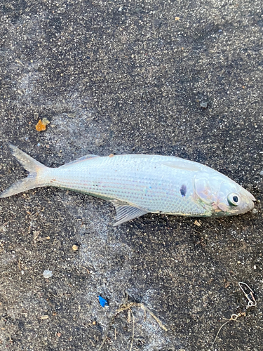 コノシロの釣果