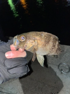 シロメバルの釣果