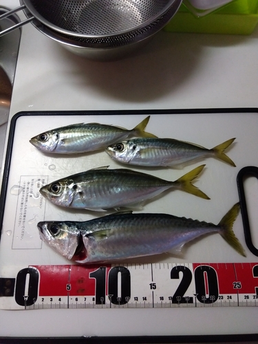 アジの釣果