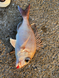 マダイの釣果