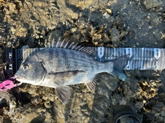 チヌの釣果