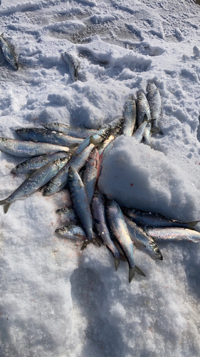 ニシンの釣果