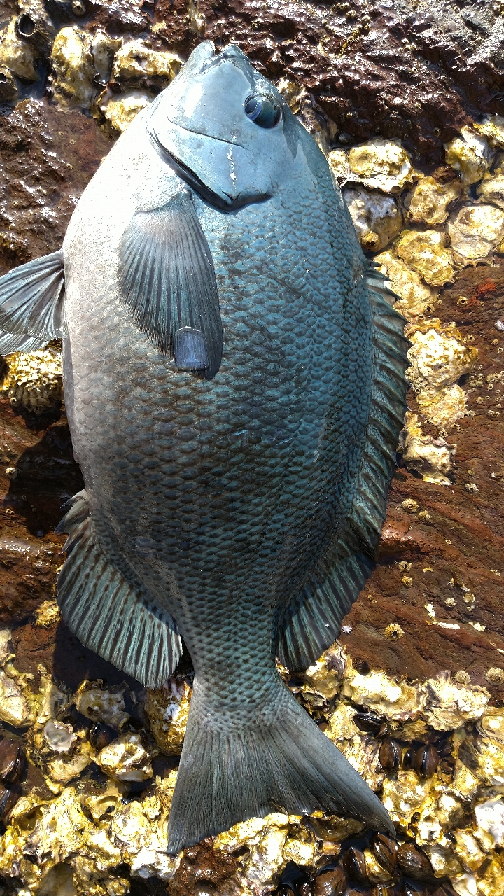 クチブトグレ