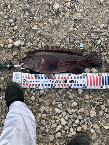 コブダイの釣果