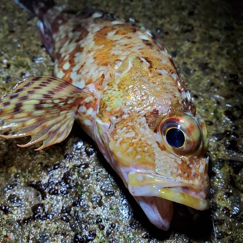 カサゴの釣果