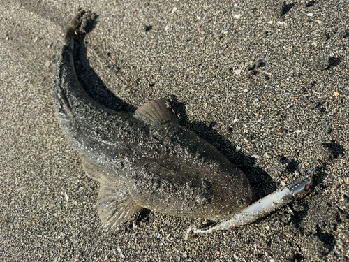 マゴチの釣果