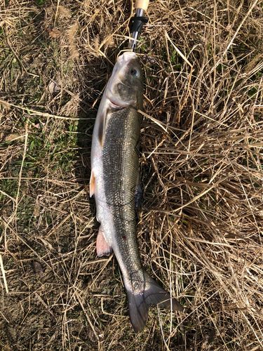 マルタウグイの釣果