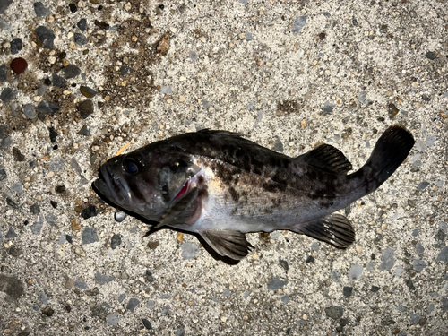 クロソイの釣果