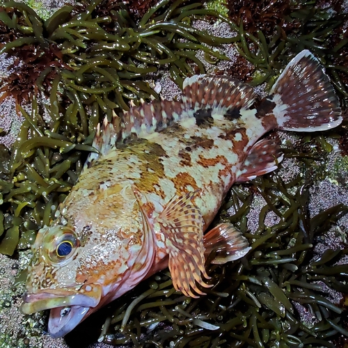 カサゴの釣果