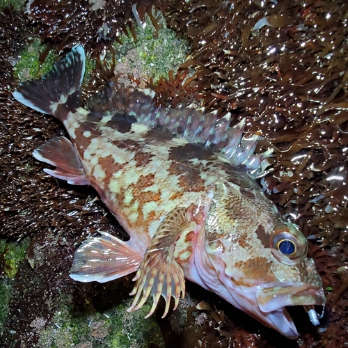 カサゴの釣果