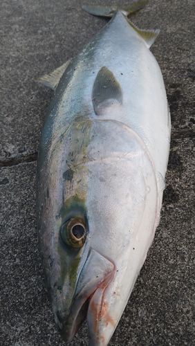 ワラサの釣果