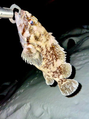 ハチガラの釣果