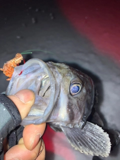 クロソイの釣果