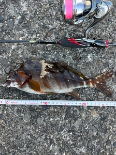 タカノハダイの釣果