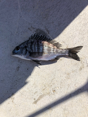 チャリコの釣果