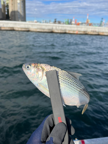 コノシロの釣果