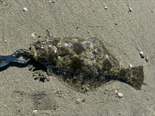 ヒラメの釣果