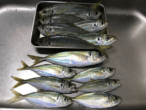 アジの釣果