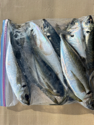 アジの釣果