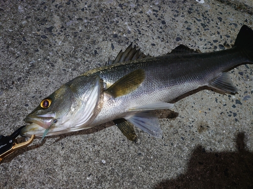 シーバスの釣果