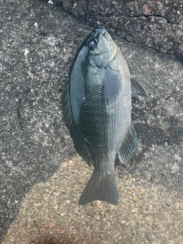 メジナの釣果