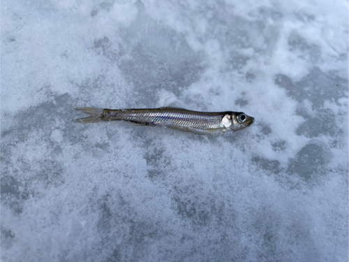 ワカサギの釣果