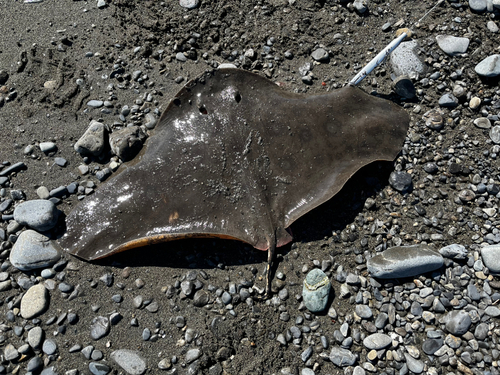 ツバクロエイの釣果