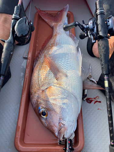 マダイの釣果