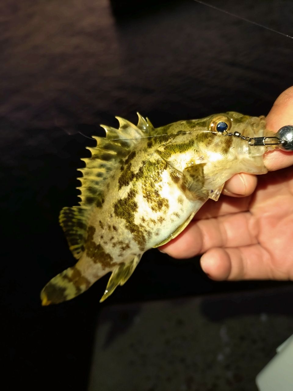 タケノコメバル