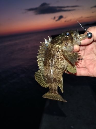 クロソイの釣果