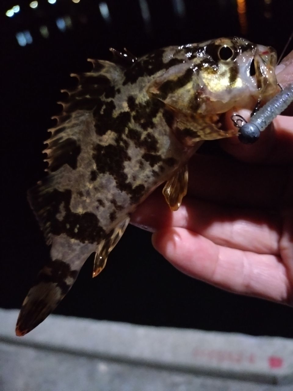 タケノコメバル