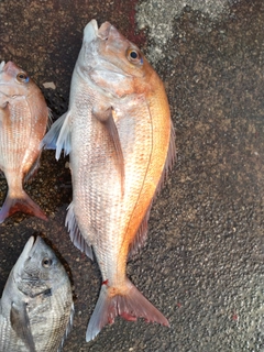 マダイの釣果