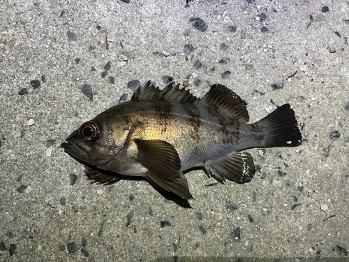 シロメバルの釣果