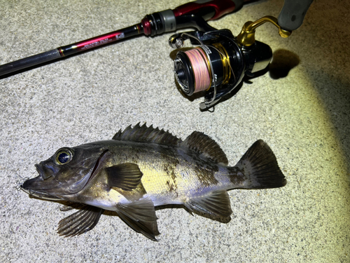 メバルの釣果