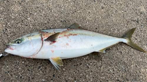 ヤズの釣果