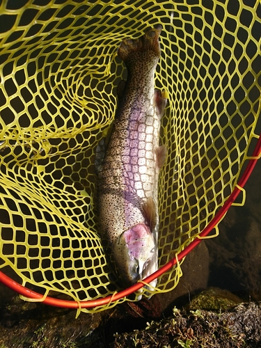 ニジマスの釣果