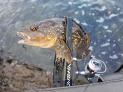 アイナメの釣果