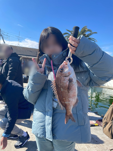 マダイの釣果