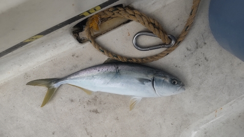 ツバスの釣果