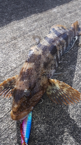 アイナメの釣果