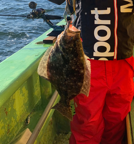 ヒラメの釣果