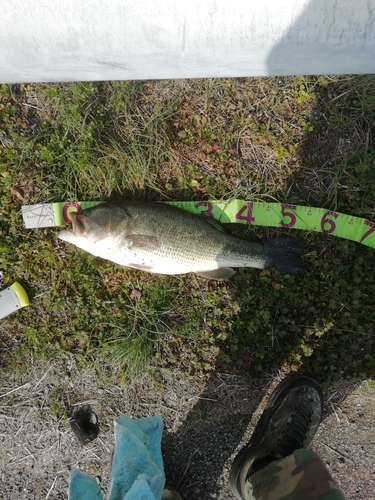 ブラックバスの釣果