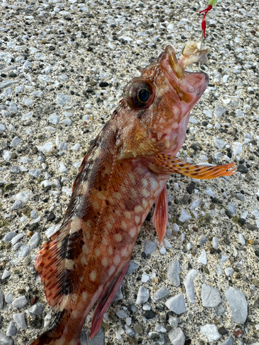 カサゴの釣果