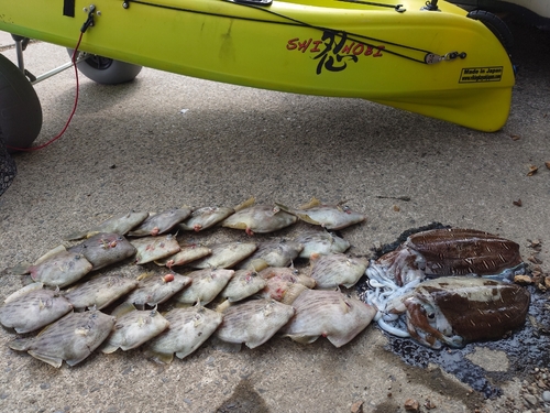 カワハギの釣果