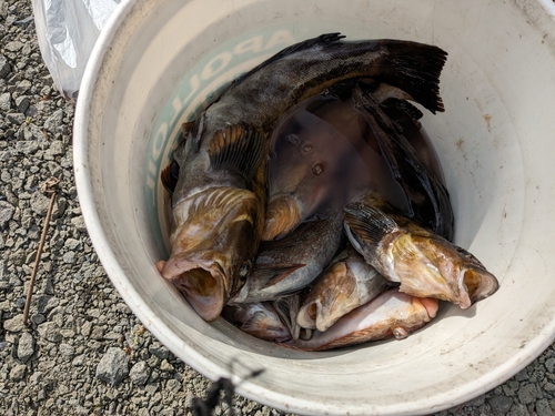 アイナメの釣果