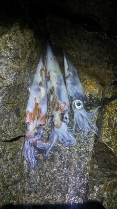 ヤリイカの釣果