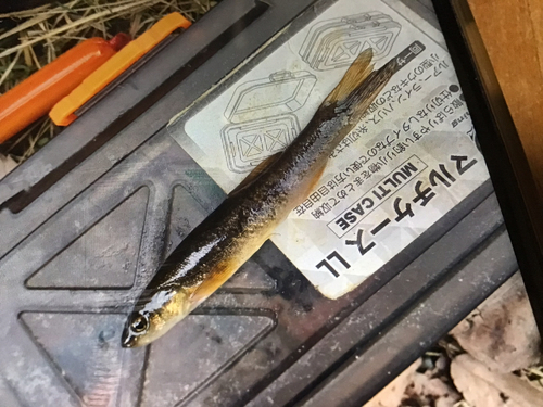 タカハヤの釣果