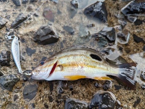 ヨコスジフエダイの釣果・釣り情報まとめ【2024年最新